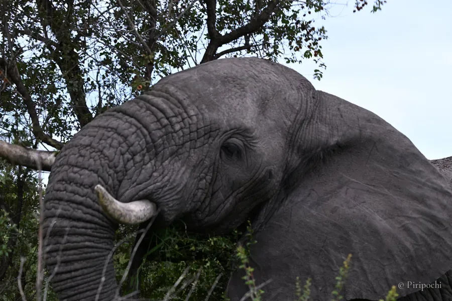 Primer plano de un elefante africano comiendo entre ramas