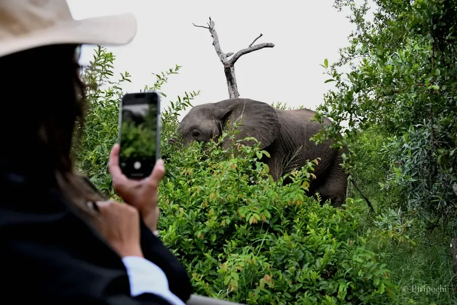Elefante entre arbustos durante un safari, con una viajera grabándolo con su teléfono