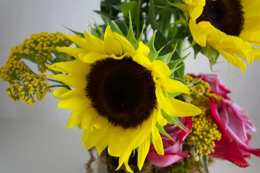 Girasol con flores amarillas y rosas, enfoque suave