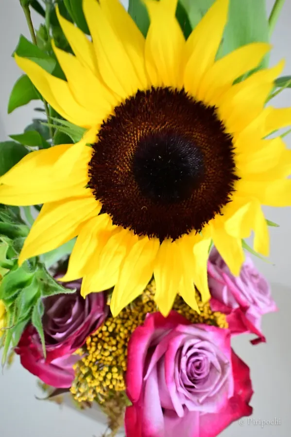 Girasol y rosas fotografiados desde arriba