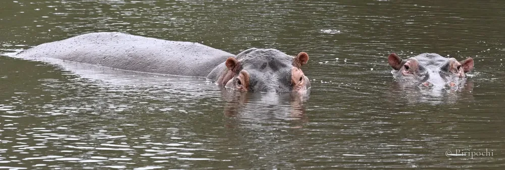 Dos hipopótamos asomando ojos y orejas sobre el agua