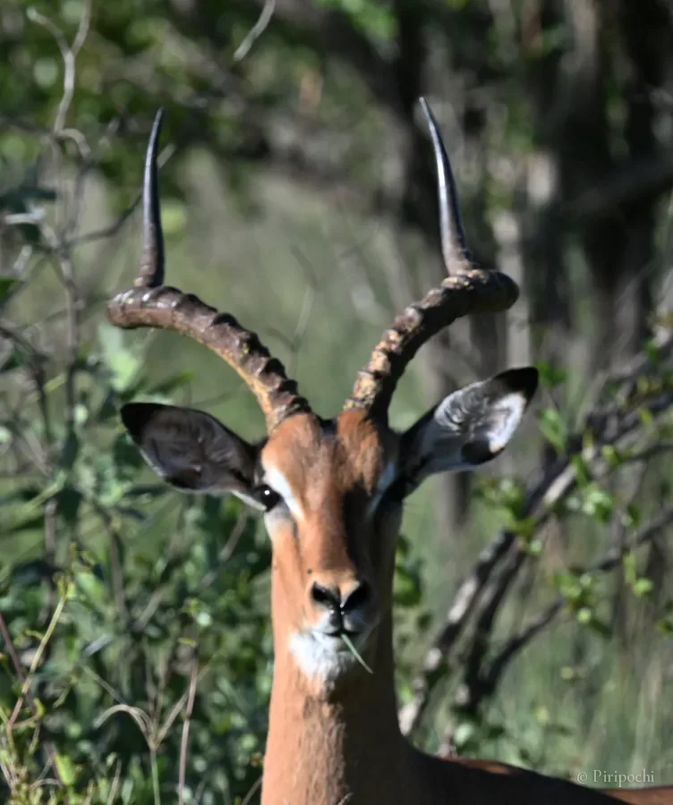 Retrato frontal de un impala macho con cuernos en espiral