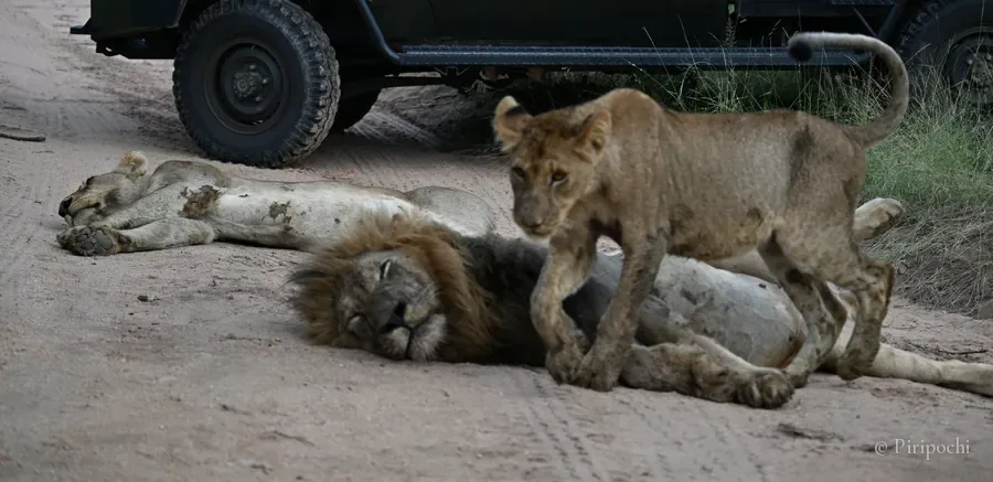 Cachorro de león de pie sobre un león macho que duerme en un camino de tierra