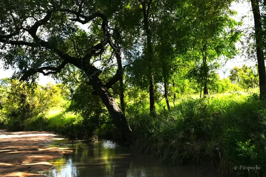 Río sombreado por árboles inclinados y luz entre las hojas
