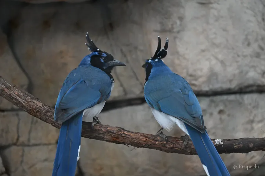 Dos urracas azules con copete posadas en una rama, mirándose