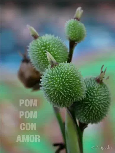 Tarjeta con fotografía de flores silvestres verdes: “Pom pom con amor”